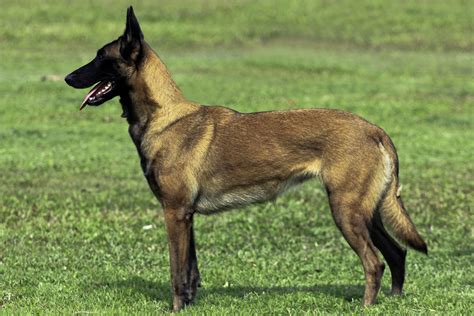 stopBSL Blog on deviantART | Malinois, Belgian malinois dog, Malinois dog