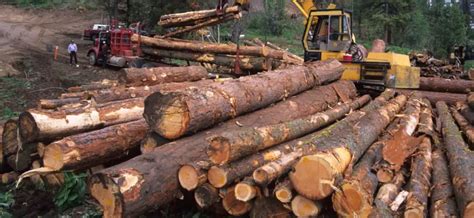 Timber Vs Lumber Vs Log – Differences, Uses, Pros And Cons - The ...