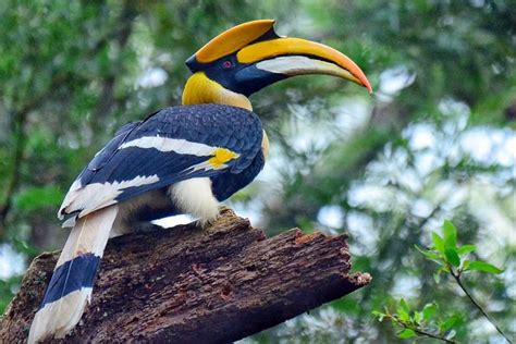 West Bengal & Assam Bird Watching Tour Package - 13 Day 12 Nights