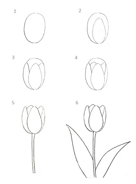 Cẩm nang hướng dẫn cách vẽ hoa tulip đơn giản cho người mới bắt đầu