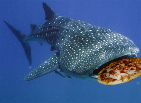 we all eat pizza. — whale sharks eat pizza.