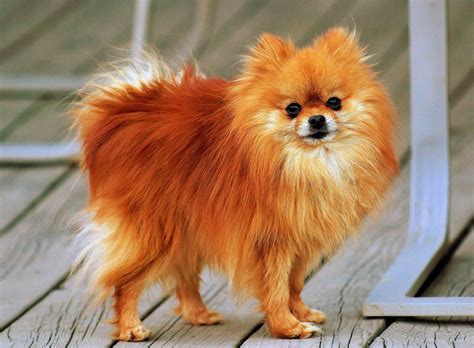 Pomeranian Dog Breed » Information, Pictures, & More