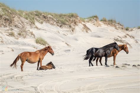 Corolla Wild Horses - Photos, Tours and Info - OuterBanks.com