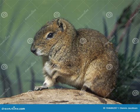 Rock Cavy Kerodon Rupestris Stock Image - Image of vegetation, resting ...