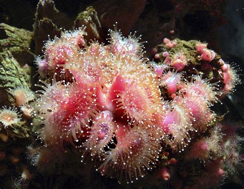 Monterey Aquarium. | Free Photo - rawpixel