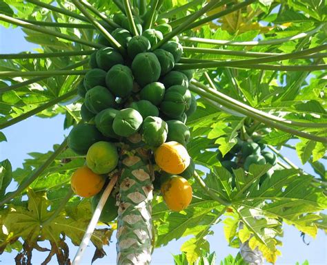 How to Grow Papaya | Growing Papaya Tree and Care | Balcony Garden Web