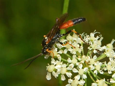 Ichneumon (wasp) - Alchetron, The Free Social Encyclopedia