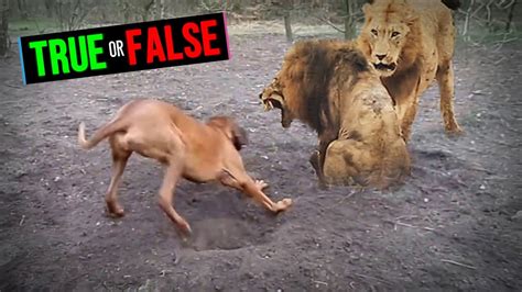 Rhodesian Ridgeback Can Lure Out Lions From Caves #shorts - YouTube