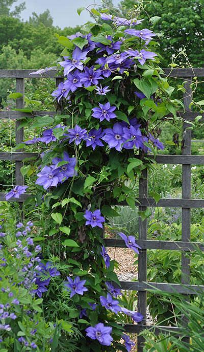 How to Grow Clematis From Planting to Pruning | Gardener's Supply ...