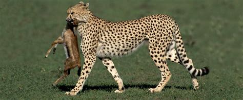 Cheetah's Favorite Food