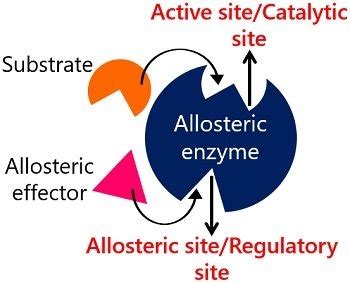 An Allosteric Enzyme Has Which of the Following Properties