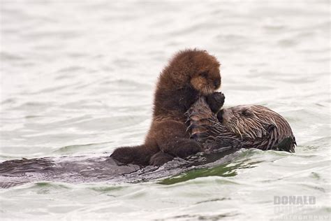 Photo of the Day: Sea Otter Mother and Pup - The National Wildlife ...