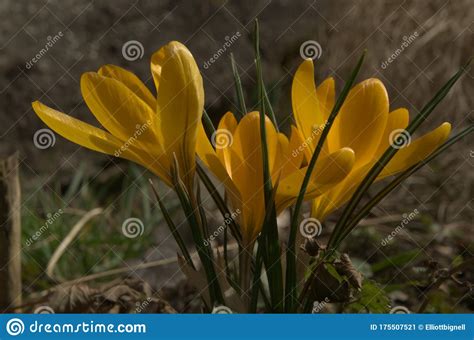 Yellow Crocus in Swiss Cottage Garden Stock Image - Image of european ...