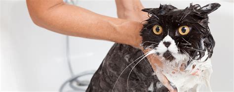 4 Proven Cat Bathing Tips | Hartz