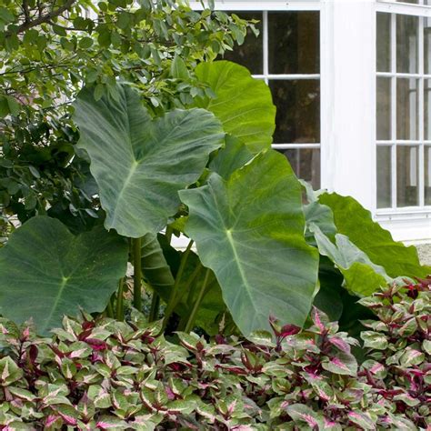 Colocasia Esculenta Esculenta - 3 bulbs - Longfield Gardens