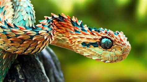 SNAKELESS NATION OF THE WORLD | Experihub Learning