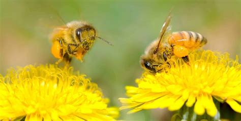 Exploring the Process of Pollination - PerfectBee