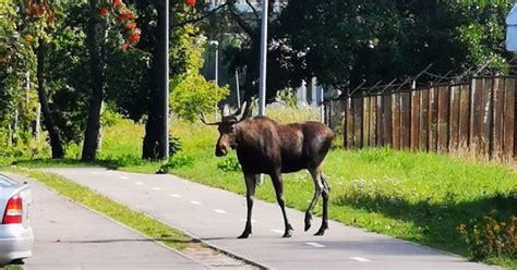 Laukiniai gyvūnai | Žmonės.lt