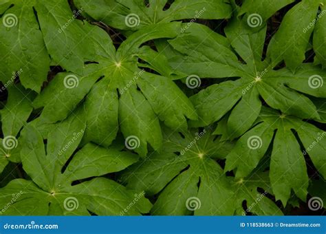 Forest understory plants stock image. Image of vegetation - 118538663