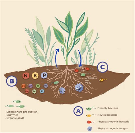 Rescue Rangers: How Bacteria Can Support Plants · Frontiers for Young Minds