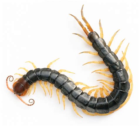 Chinese red-headed centipede - Wikipedia