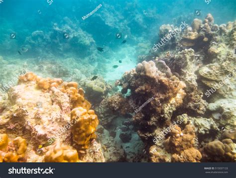 Coral Reef Sea Life Problem Pollution Stock Photo 515037133 | Shutterstock