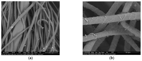 Electronic microscope details of sheep wool fibers (a) 200 μm rank; (b ...