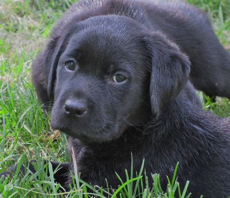 Yellow, Chocolate, & Black Labrador Retriever Puppies for Sale | Hidden ...