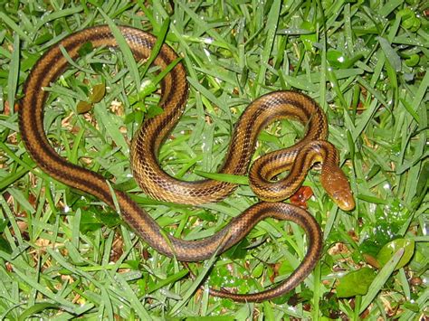 Florida Snake Photograph - Yellow Rat Snake