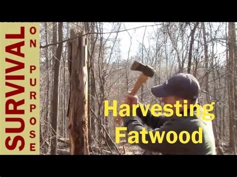 Finding and Harvesting Fatwood - My Favorite FireStarter - Longer Life Plan