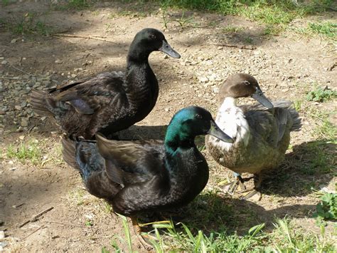 Raising Backyard Chickens: SOLD Cayuga Duck breeding pair $40