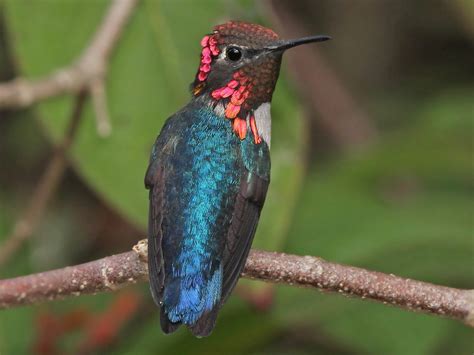 Bee Hummingbird Species - Hummingbirds Plus