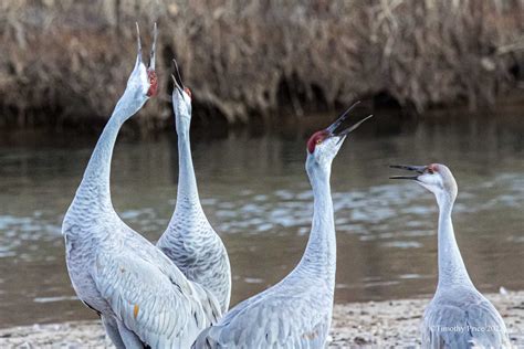 Crane Quartet – Off Center & Not Even