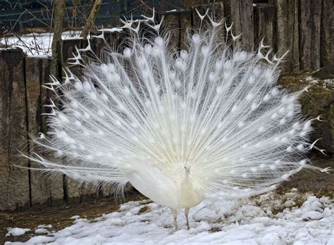 15 Birds With Spectacularly Fancy Tail Feathers | Beautiful birds, Tail ...