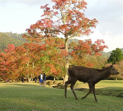 Nara Park: 2022 All You Need to Know BEFORE You Go (with Photos)