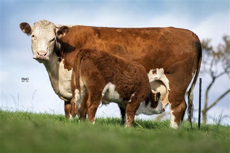 0989 - Hereford Cattle Society