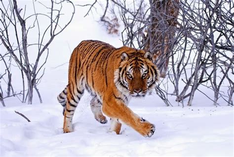 Siberian Tiger Habitat