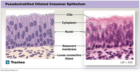 Pseudostratified Columnar Epithelium Function