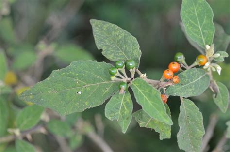 West African Plants - A Photo Guide - Solanum torvum Sw.