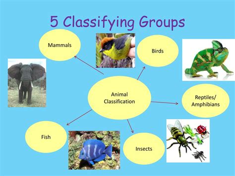 PPT - Classifying Animals PowerPoint Presentation, free download - ID ...