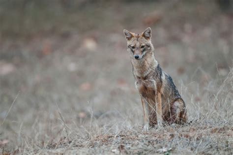 Indian Jackal | Sean Crane Photography