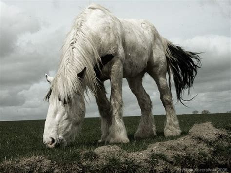 Shire horse - Shire horses Photo (2180220) - Fanpop