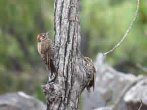 Arizona woodpecker - song / call / voice / sound.