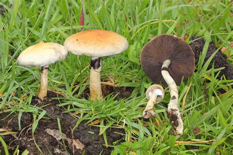 Psilocybe cubensis - Wikipedia