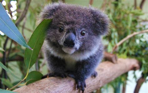 Australia's 10 Cutest Animals | Experience Oz