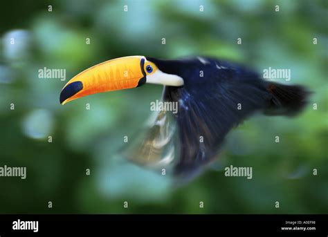 Flying toco toucan Stock Photo - Alamy