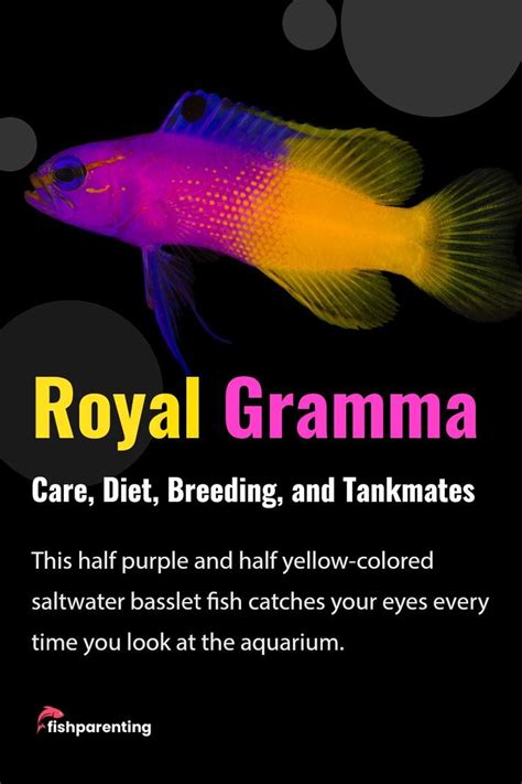 Royal Gramma care guide: fish description, facts, tank mates | Gramma ...