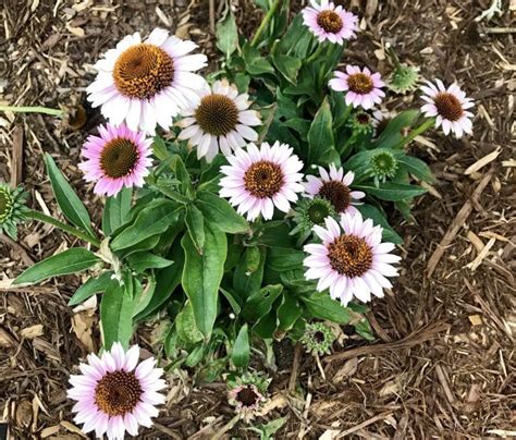 Flowering Ground Cover Plants Full Sun