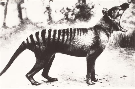 Tasmanian tiger | Parks & Wildlife Service Tasmania