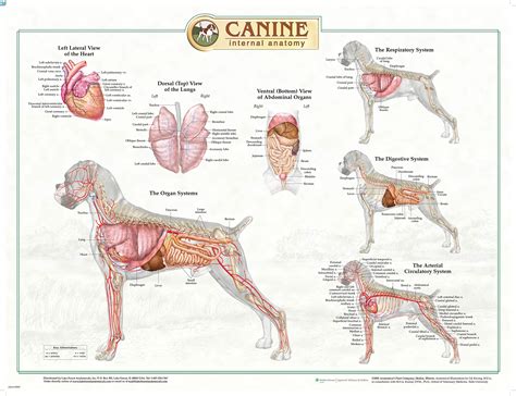 Canine Internal Anatomy Chart Poster Laminated Ubicaciondepersonas ...